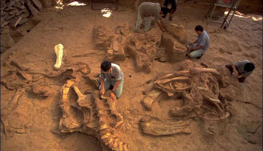 Dinosaur Bones Discovered in Meghalaya, India -