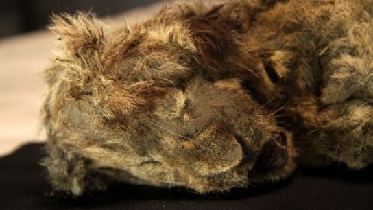 28,000-Year-Old Cave Lion Cub Found Frozen in Siberia With Whiskers Intact
