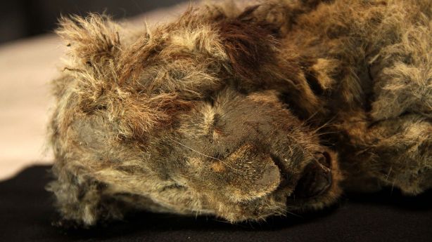 28,000-Year-Old Cave Lion Cub Found Frozen in Siberia With Whiskers Intact