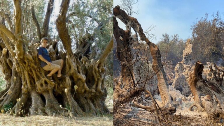2,500-Year-Old Olive Tree Burned in Greek Wildfires – Ancient Evia Landmark Lost