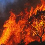 2,500-Year-Old Olive Tree Burned in Greek Wildfires – Ancient Evia Landmark Lost