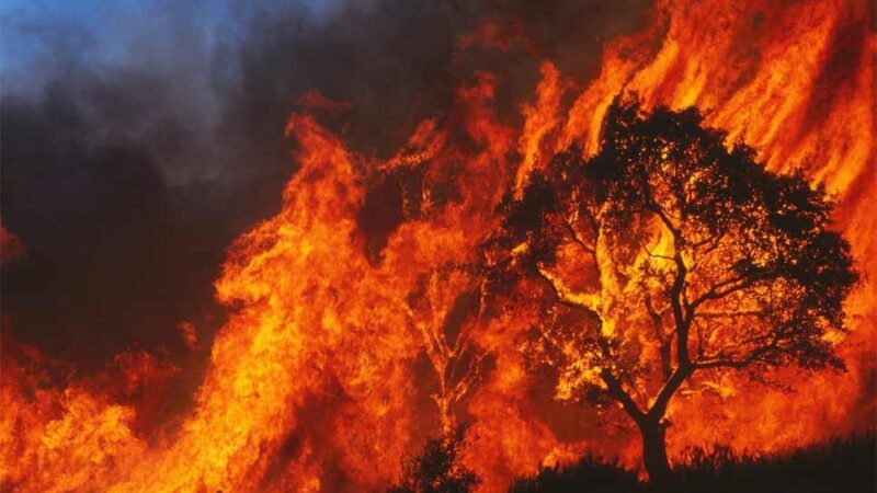 2,500-Year-Old Olive Tree Burned in Greek Wildfires – Ancient Evia Landmark Lost