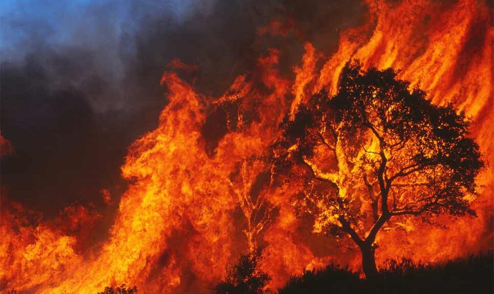 2,500-Year-Old Olive Tree Burned in Greek Wildfires – Ancient Evia Landmark Lost