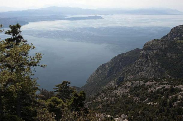 2,500-Year-Old Olive Tree Burned in Greek Wildfires – Ancient Evia Landmark Lost