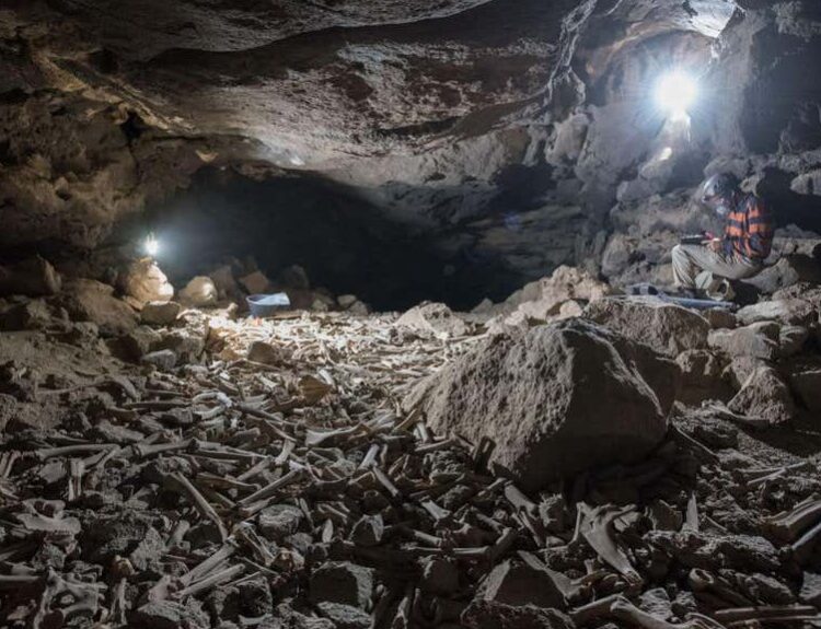 Thousands of human and animal bones hoarded by hyenas in lava tube system, Saudi Arabia