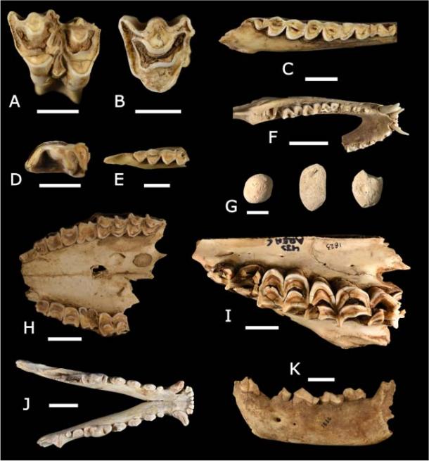 Thousands of human and animal bones hoarded by hyenas in lava tube system, Saudi Arabia

